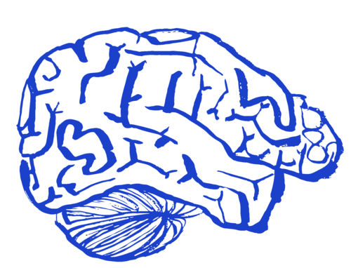 Drawing of a brain in indigo blue against a white background