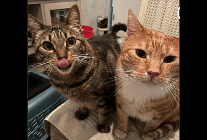Graphic with a black background with a photo of Bert, a brown tabby on the left who is next to Ernie, an orange cat.